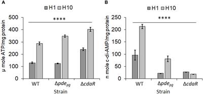 The multifaceted role of c-di-AMP signaling in the regulation of Porphyromonas gingivalis lipopolysaccharide structure and function